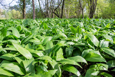 Green carpet in the forestの写真素材