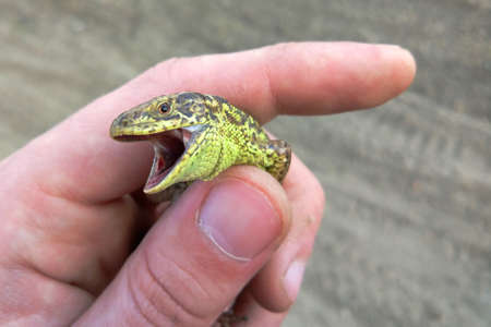 nimble lizard in hand
