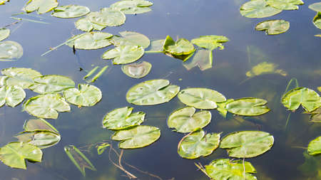 Water lily leaves on water background
