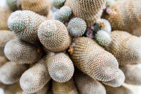 Many small cactuses rebutia from one backgroundの写真素材