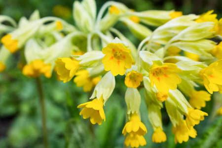 Small yellow flowers