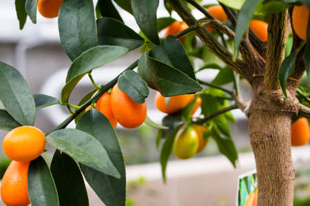 Mandarins on the branches