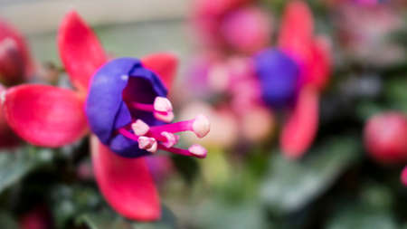 Small pink-blue flowers macro