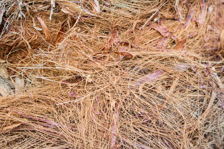 Bark of a palm tree background textureの写真素材