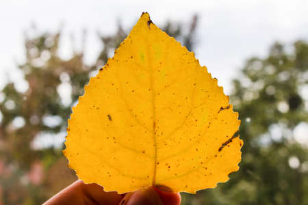 yellow gold leaf in handの写真素材