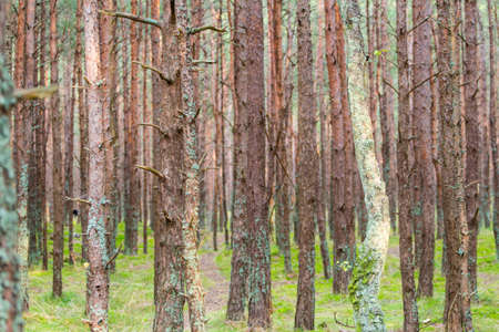 tree trunks in a coniferous forestの写真素材