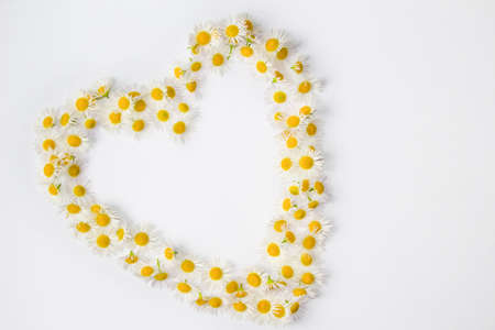heart shape from chamomiles on white background