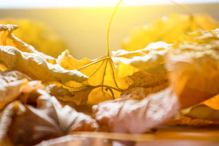 yellow dry leaves under the sunbeam