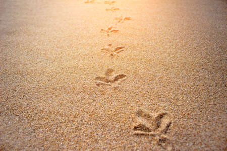 Traces of bird paws on the sand backgroundの写真素材