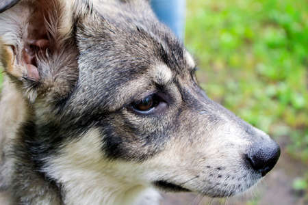 Muzzle of a gray puppy