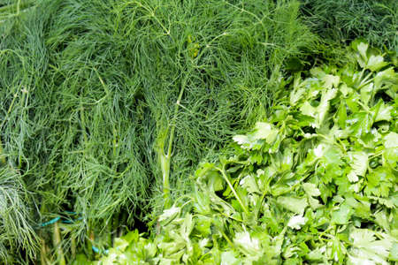 Green dill and parsley on the market counter