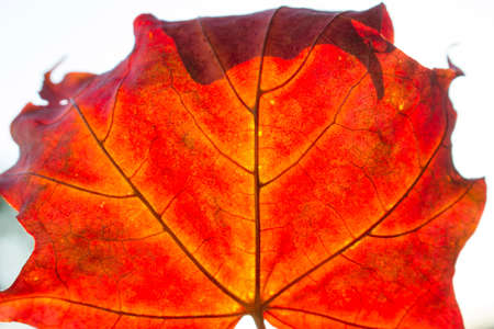 red maple leaf pattern closeup