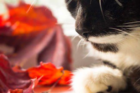 beautiful cat next to dry leavesの写真素材