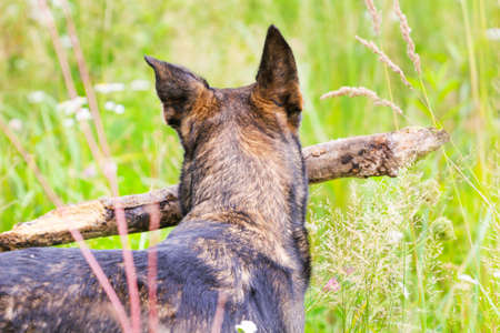 Dog with a big stick in his mouth