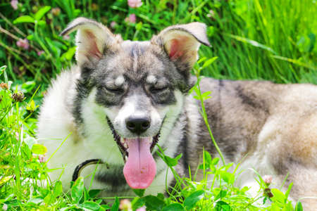 Happy dog resting in the grass