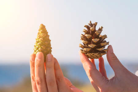 Opened and closed cones in hands toned