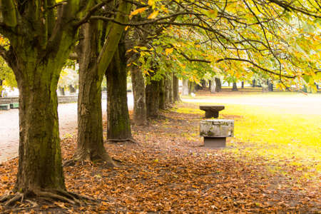 autumn park on a sunny dayの写真素材