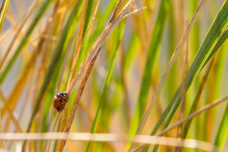 ladybug on a blade of grass