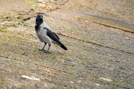 beautiful black crow with a terrible look