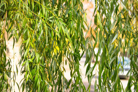 green willow branches background