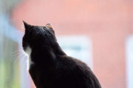 beautiful black cat looking out the window