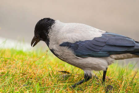 beautiful crow looking for food in the grassの写真素材