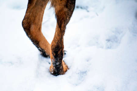 dog's paws in the snow