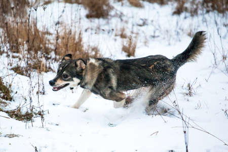 gray dog running on the snow-covered field