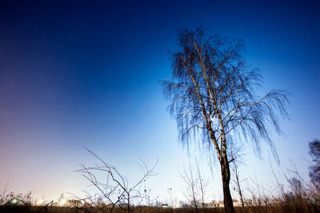 birch on a background of the night skyの写真素材