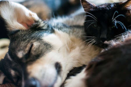 Cat and dog sleep together, huddled together