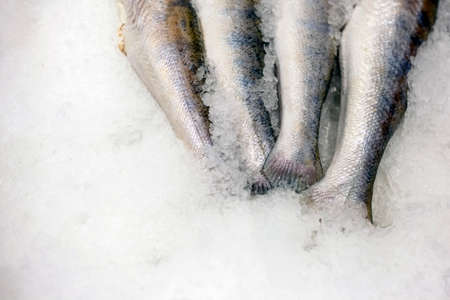 tails of fresh fish on iceの写真素材