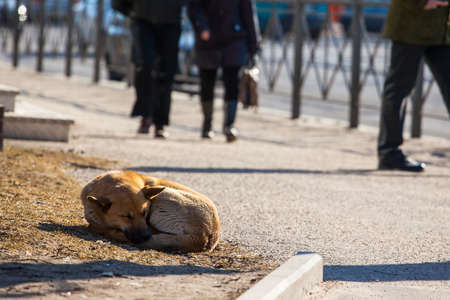 homeless dog sleeping on the streetの写真素材