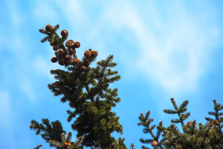 tree branch with pine cones against the blue skyの写真素材