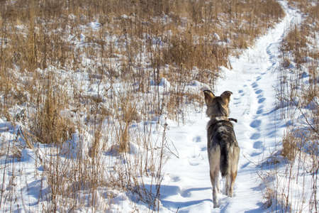 rear view of a gray dog on a snowy field