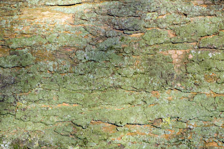 green tree bark,background texture