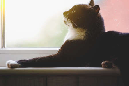 black cat basking in the sun, tonedの写真素材