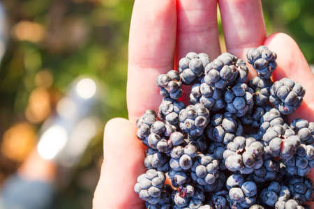 handful of blackberries on hand