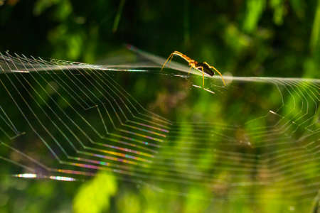 The spider sits on a cobweb