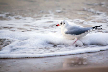 A flock of seagulls on the beach