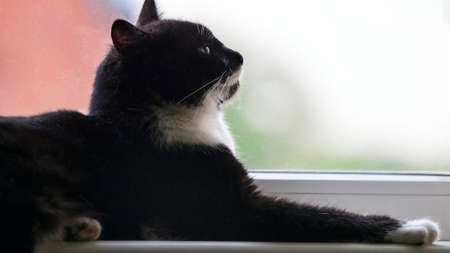 black cat rest on the windowsill