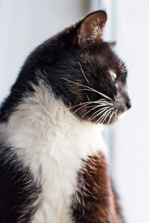 the muzzle of a beautiful black cat under the rays of the sun