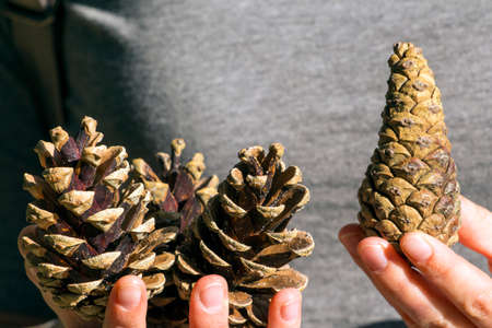 pine cones in the hands, conceptの写真素材