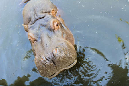 large thick behemoth in waterの写真素材