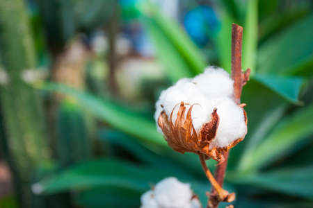 open white cotton bud