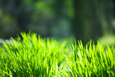 green grass on the lawn, background