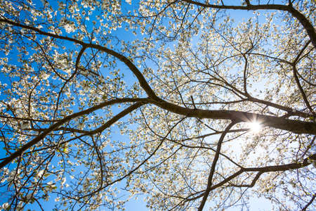 branches blossom magnolias against a clear blue sky