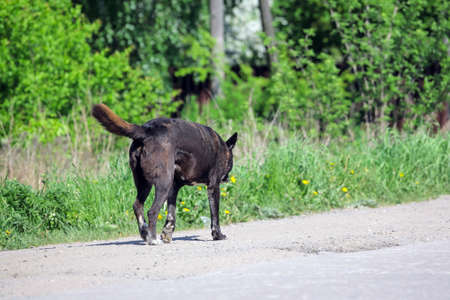street black stray dog