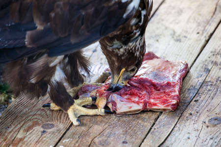 an eagle bites a piece of raw meatの写真素材