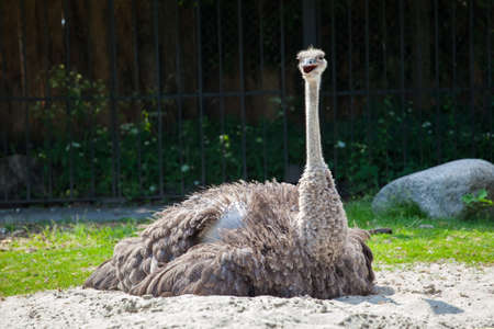 adult ostrich rest on the ground during the heatの写真素材
