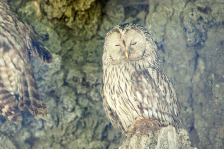 large gray spotted owl sleepingの写真素材